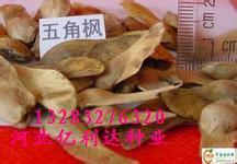 山东聊城哪儿能买到五角枫种子--河北沧州_农副产品_世界工厂网