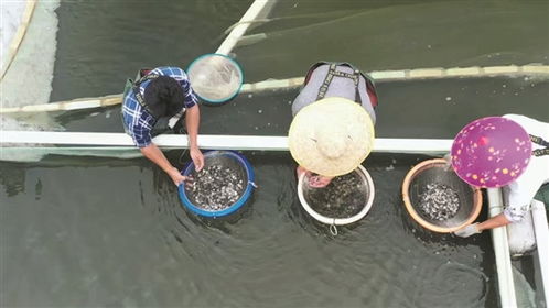 羊城晚报：海洋水产种业走出创新路