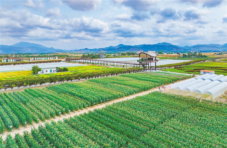 海垦集团坚持“项目为王”，多举措推进产业升级与垦地融合