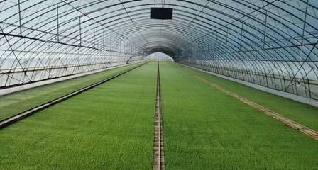 二次创业 “北大荒”扛起中国种业振兴大旗