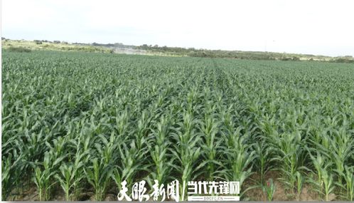 农发行花溪支行发放600万元贷款，助力种业小微企业实现育繁推一体化产业建设