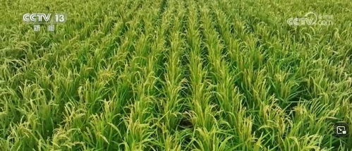 我国畜禽核心种源自给率超75%，资源保护体系更加完善