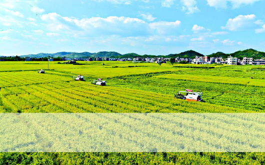 立法为加快广东种业发展保驾护航