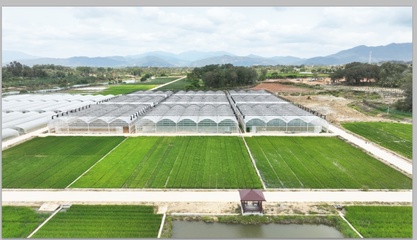 跨越千里，上海农科青年在“种业硅谷”播种未来