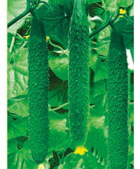 山东潍坊惠农种业 科技兴农，良种先行——产品展示与种业发展新篇章