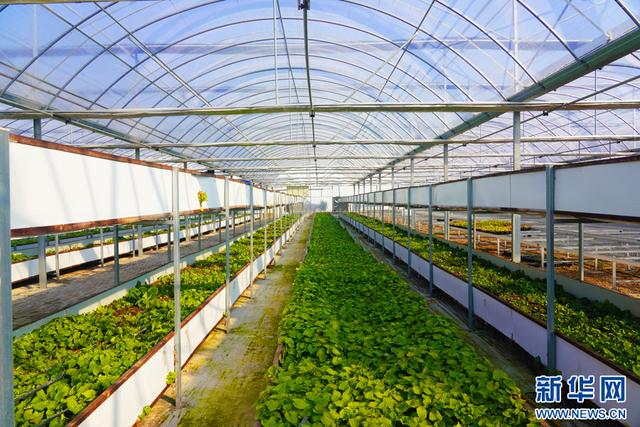 深圳市农检中心举办专题宣讲 筑牢安全屏障，护航种业安全