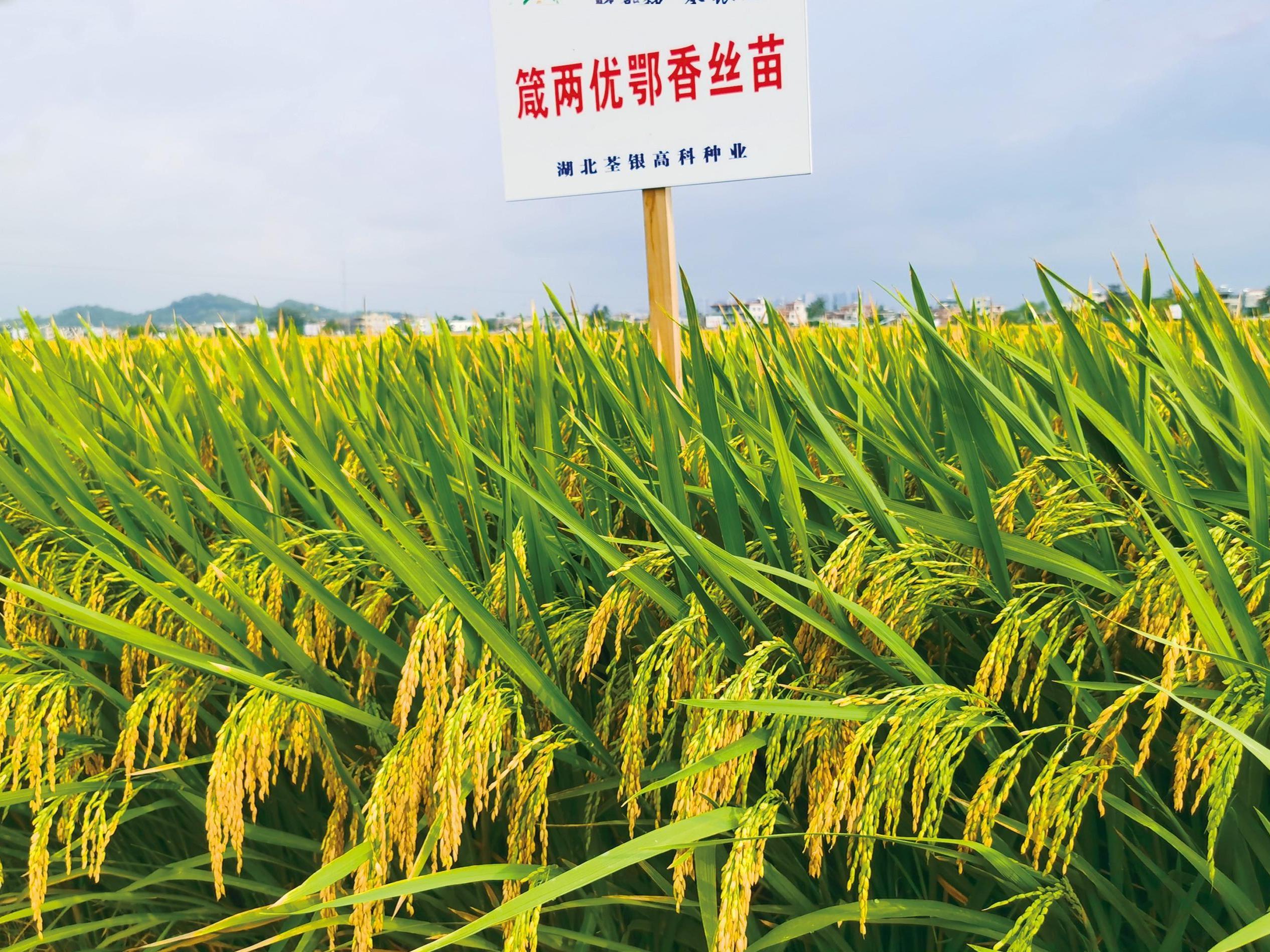 湖北荃银高科种业 专注于杂交水稻种子的行业先锋