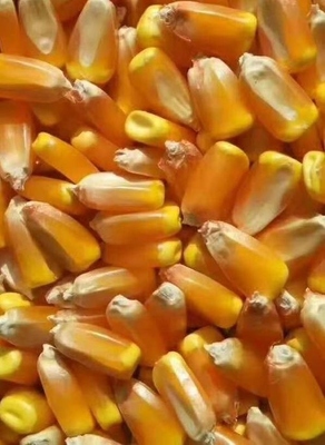 美品6881页 种业创新与现代农业的未来